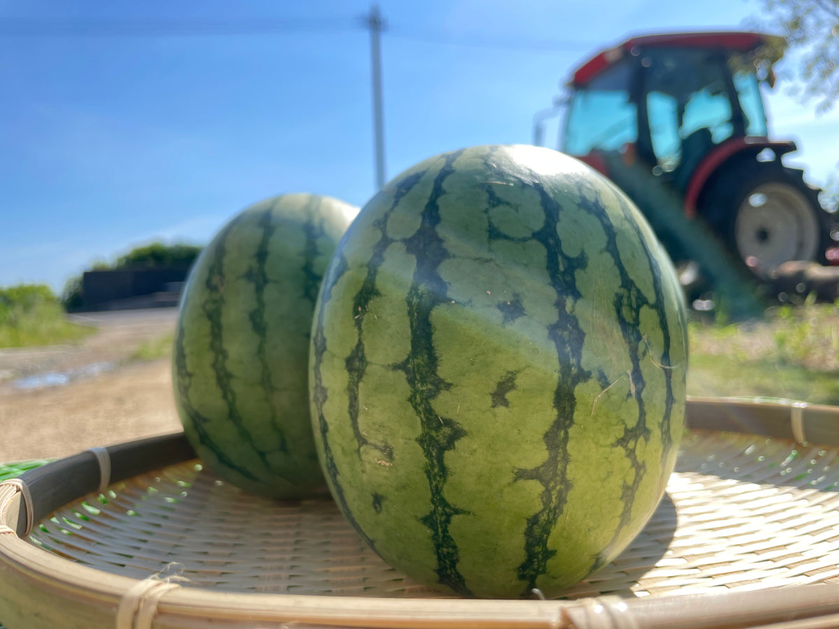 小玉スイカ（2～2.5kg） – INDEN FARM